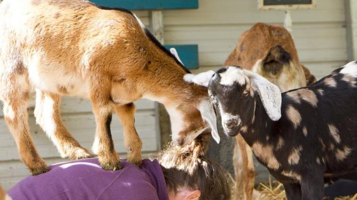 Andrea Roozekrans smiles as a kid checks out the view from atop her back during goat yoga at Lost Peacock Creamery in Olympia.