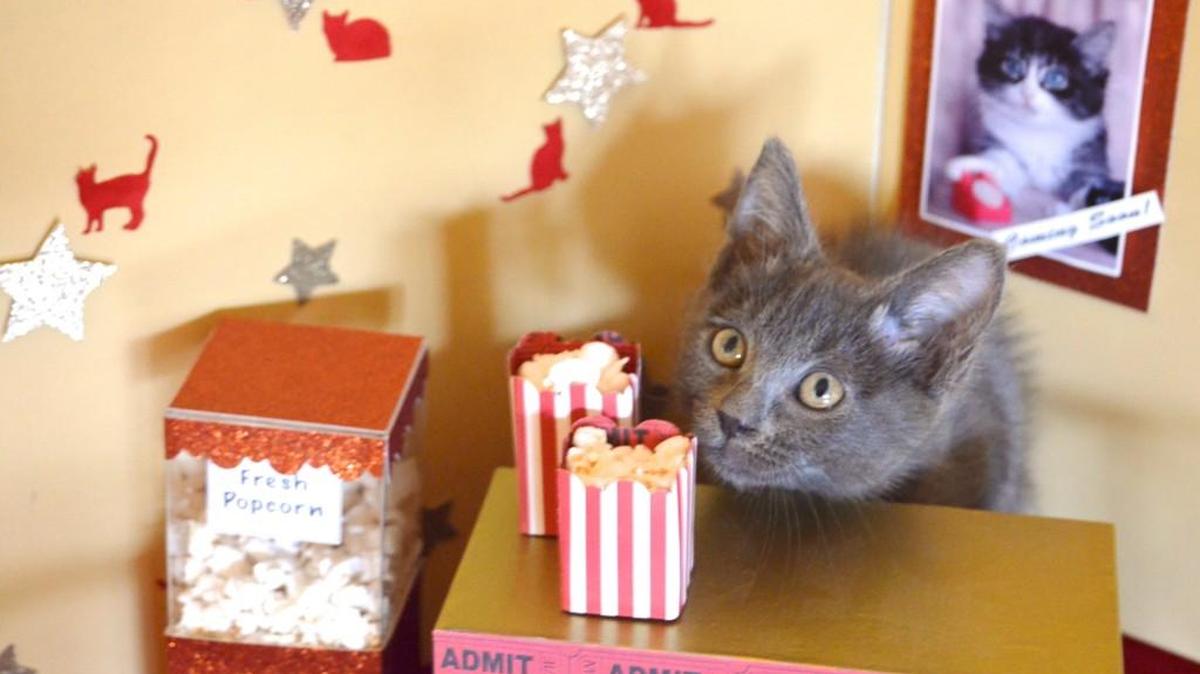 Love animal videos? Head to the Lacey Timberland Library on Friday evening for the annual Animal Video Festival.