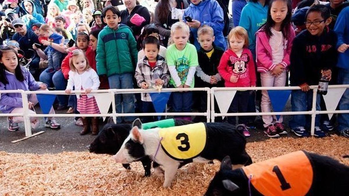 Racing pigs at the Spring Fair, 2014.