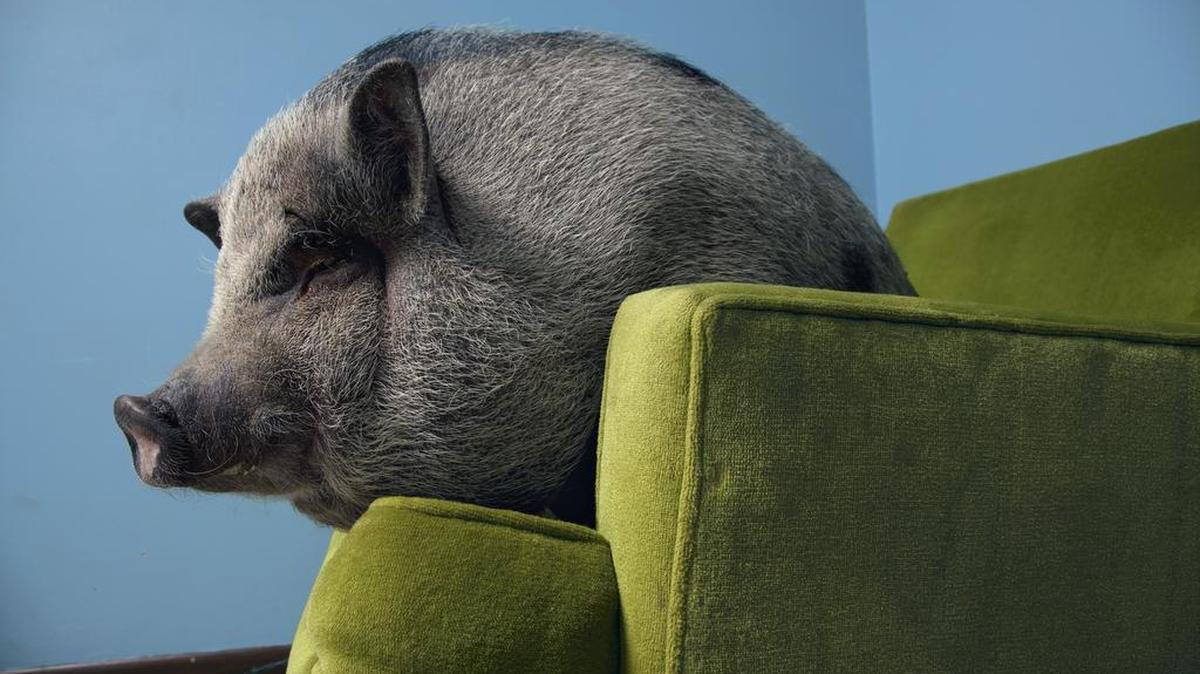 A miniature Vietnamese potbellied pig living as a pet, photographed by Vincent J. Musi. Musi will share his experiences and encounters with animals as part of the National Geographic Live speaker series on Tuesday evening in Olympia.