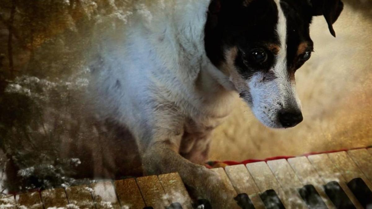 In the meditative “Heart of a Dog,” Laurie Anderson mourns her tuneful blind rat terrier, Lolabella.