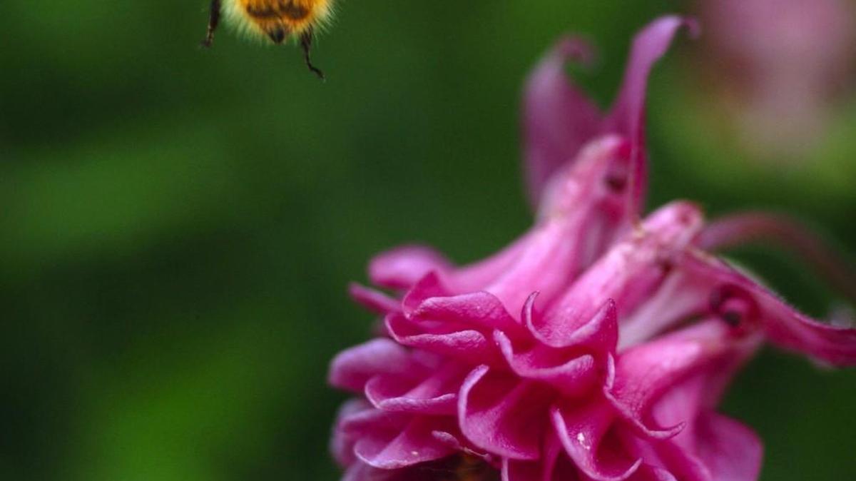 Bees, butterflies and hummingbirds all are attracted to columbine, a hearty perennial that can be sown directly into the ground this time of year.