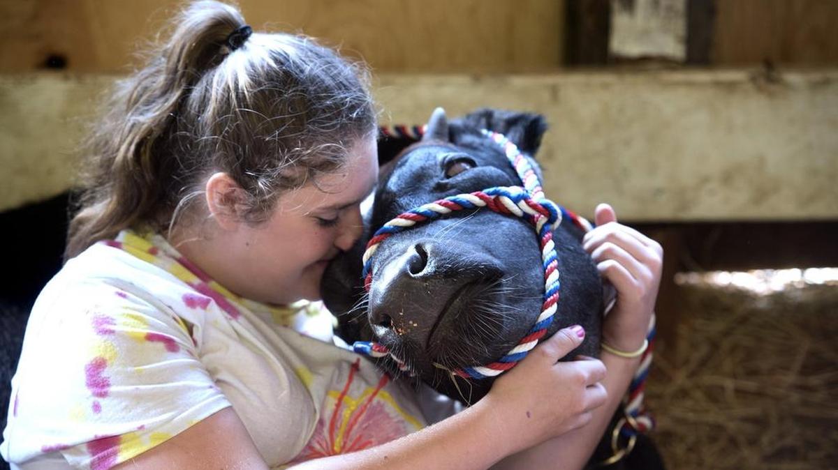 Madison Journey, 14, of the Tenino High Future Farmers of America, snuggles with her 5-month-old shorthorn bull calf, Flagg, in the Simons Cow Barn during the 2016 Thurston County Fair. This year’s fair opens Wednesday, Aug. 1.