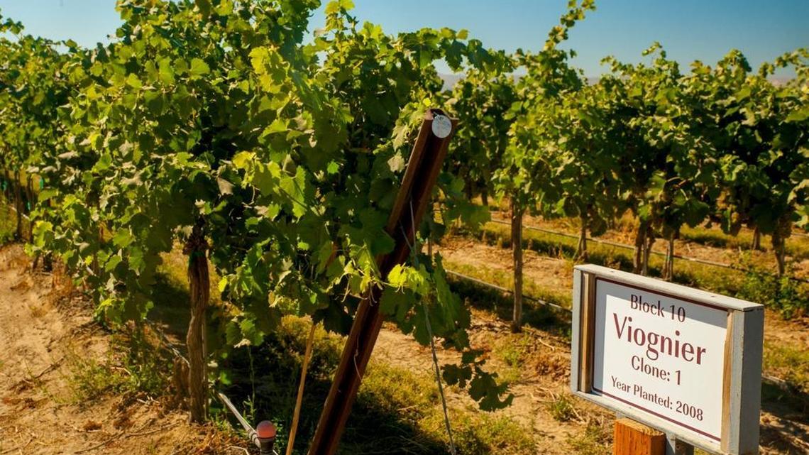 Northwest Wine: Viognier continues to seduce Washington winemakers