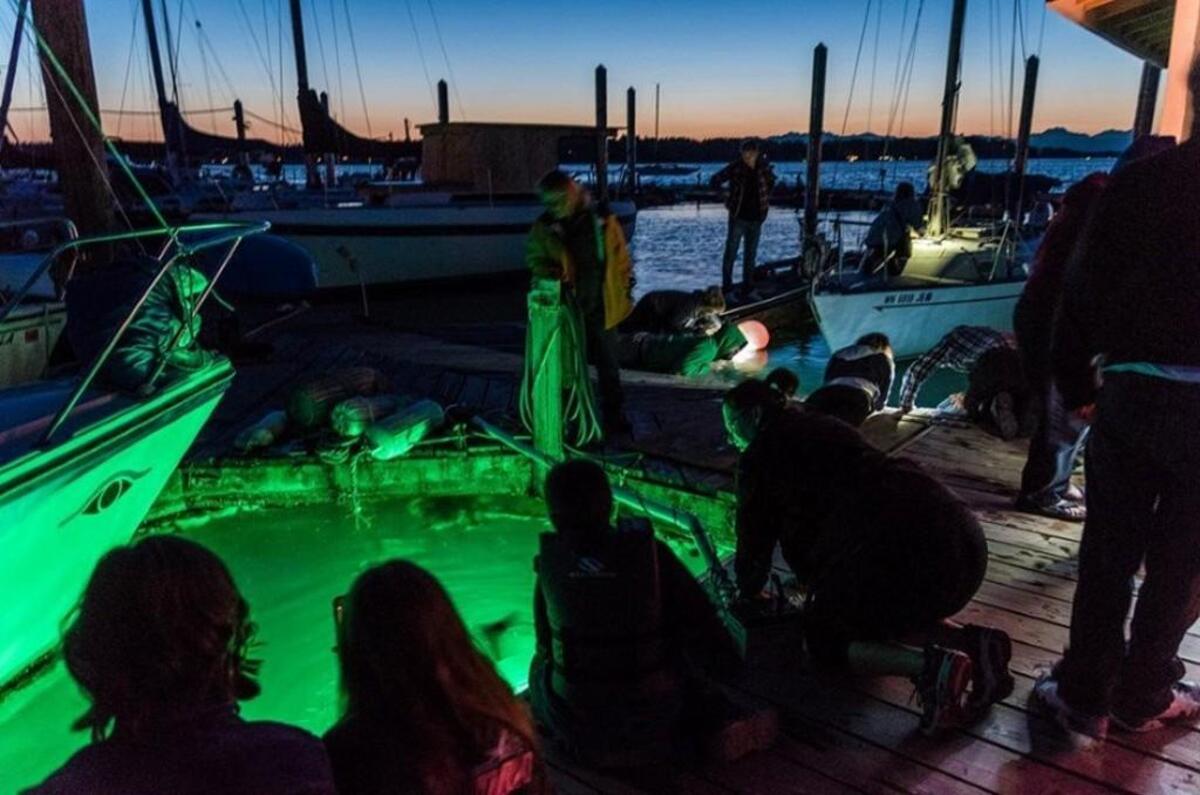 Bioluminescent organisms are a big draw to Pier Peer events in late summer, said coordinator Hanna Jones.