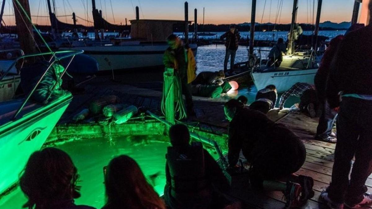 Bioluminescent organisms are a big draw to Pier Peer events in late summer, said coordinator Hanna Jones.