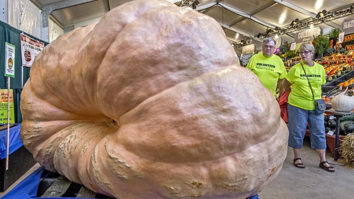 
John and Carolyn Warhol take a gander at a 1,484-pound pumpkin on display at the Washington State Fair in 2014. It was grown by Cindy Tobeck of Olympia and took second place in the adult division of the Super Pumpkin Contest. Stanley Pugh of Puyallup grew the first-place fruit, weighing 1,609 pounds. According to Great Pumpkin Commonwealth, it is the heaviest pumpkin reported on the planet this year.
