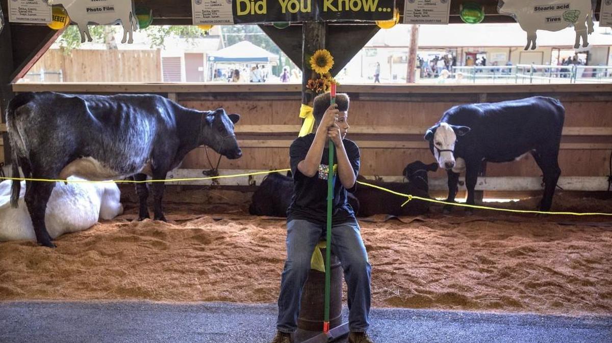 Adam Chatman, 16, of Rainier, keeps watch of the Rainier High Future Farmers of America animals in the Simons Cow Barn during the opening day of the Thurston County Fair in 2016. This year’s fair opens Wednesday.