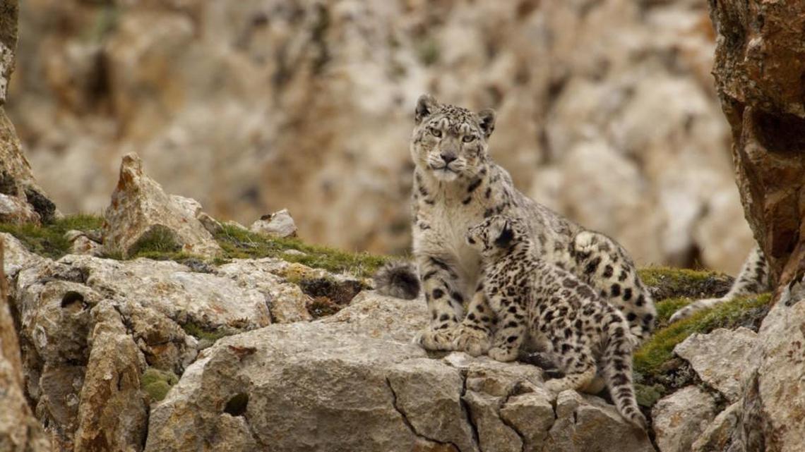 Disneynature series delivers once again, as ‘Born in China’ is breathtaking