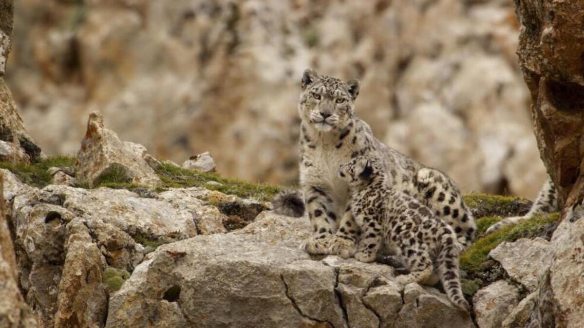 The snow leopard family from Disneynature’s film, “Born in China.”