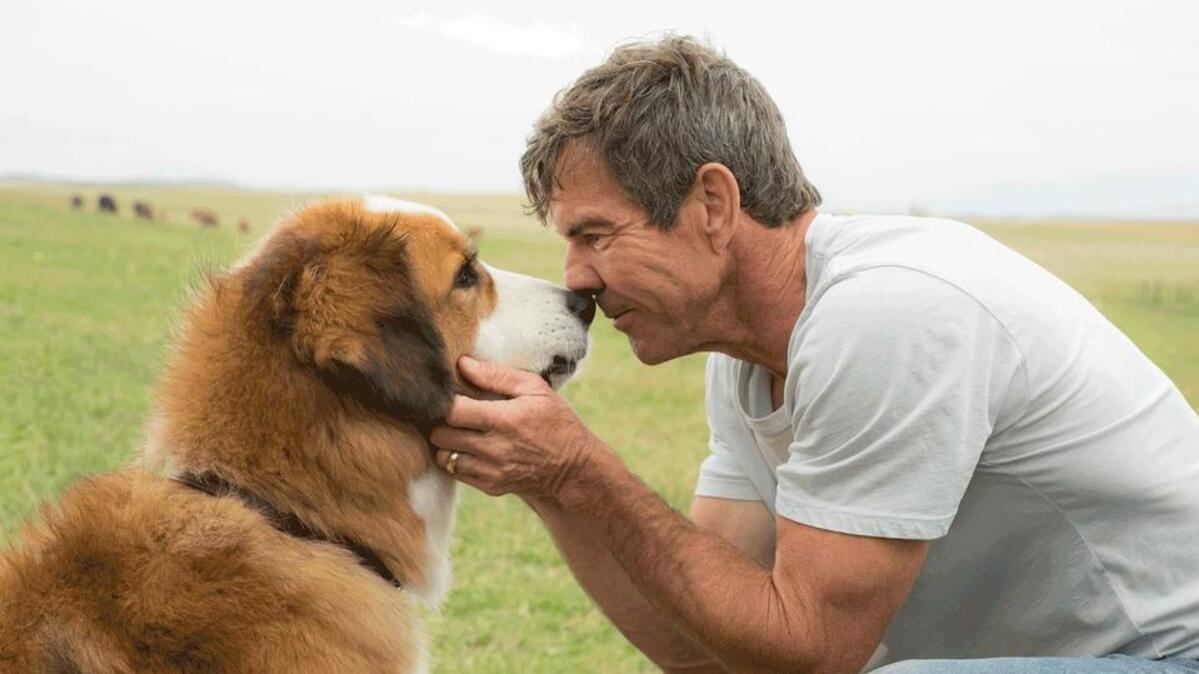 Dennis Quaid as Ethan in a scene from the movie “A Dog's Purpose,” a film about the bond between humans and canines based on the book by W. Bruce Cameron.