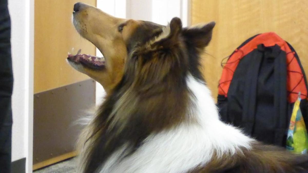 D'argo the performing collie and her owner Michael Vorkapich attended last year’s Animal Video Festival at the Lacey Timberland Library.
