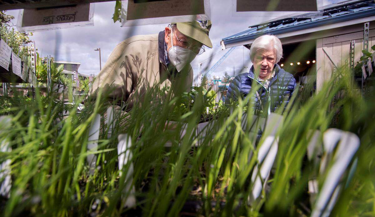 Gary and Virginia Reid of Panorama shop for onion starts on the first day of summer season at the Olympia Farmers Market in Olympia, Washington, on Friday, April 1, 2022.