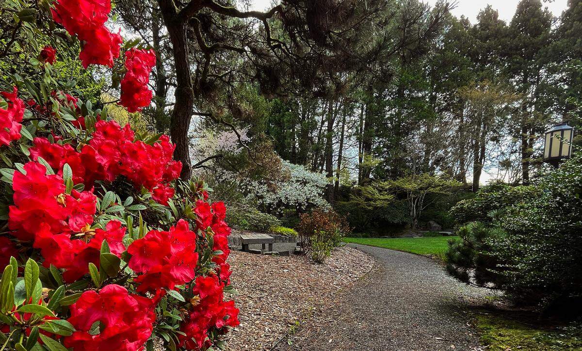 April 10, 2025 photo of the Yashiro Japanese Gardens in Olympia, Wa.