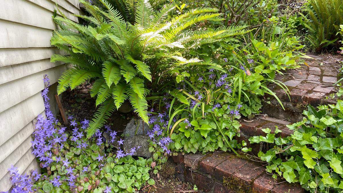 Only ferns and other rain-loving plants -- such as these in Olympia’s South Capitol neighborhood -- have thrived under this spate of cool, wet weather.