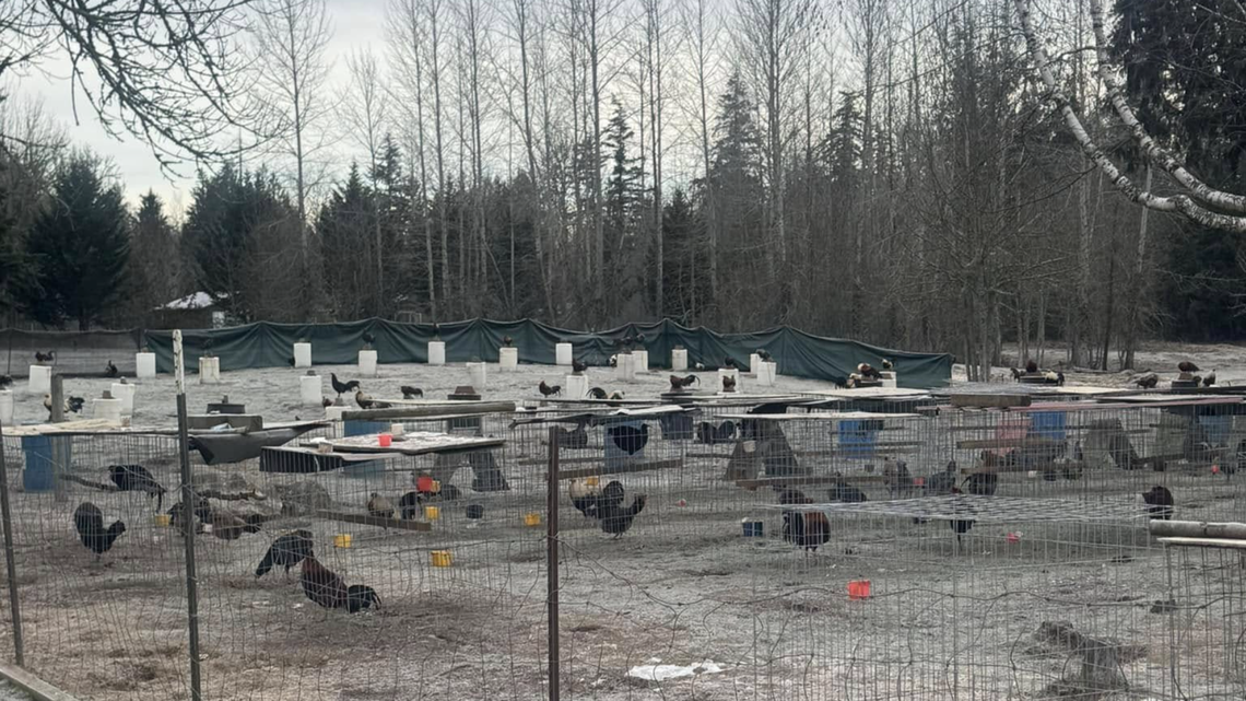 Over 500 chickens bred for animal fighting found near Yelm, Sheriff’s Office says