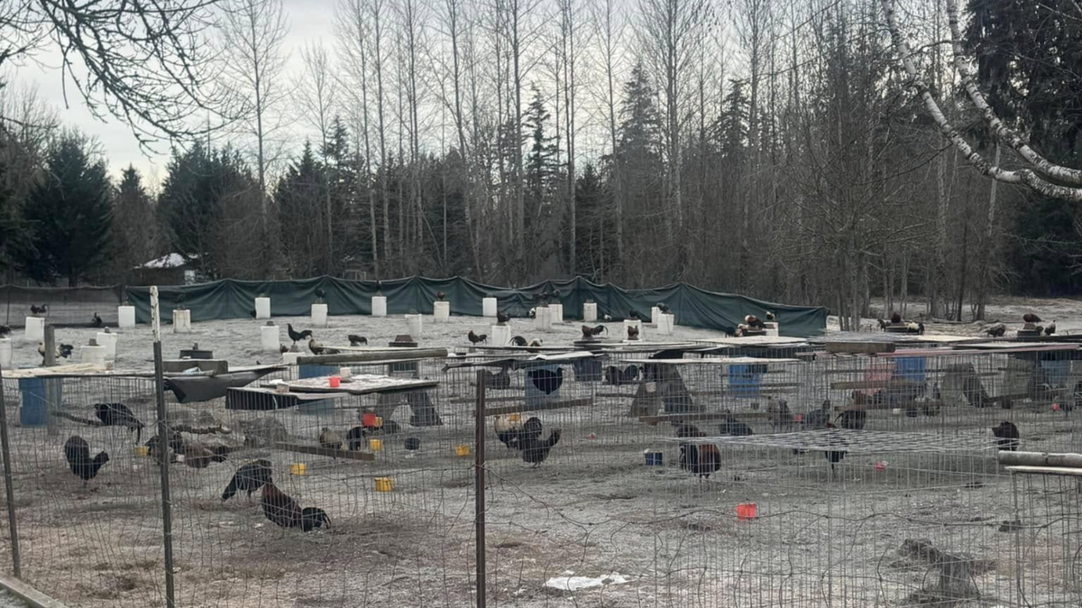 The Thurston County Sheriff’s Office shared an image on Facebook on Feb. 13 of a field of chickens that are suspected of being bred and raised for animal fighting on a property near Yelm.