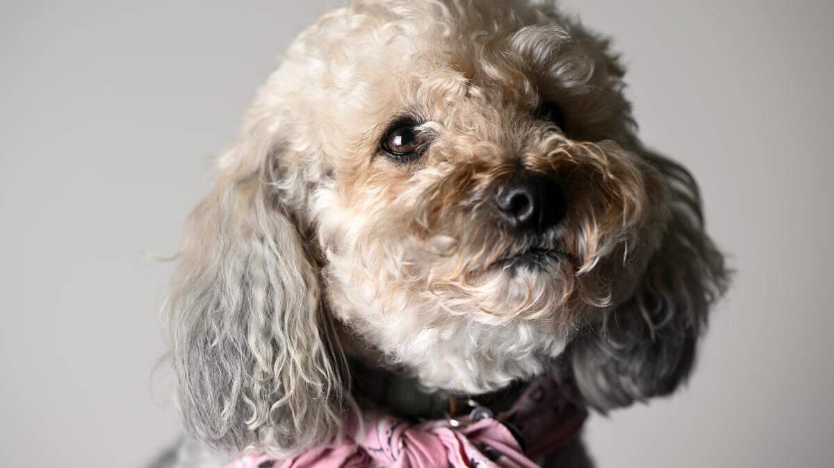 Max is a 7-year-old poodle terrier mix, owned by Tacoma News Tribune’s reporter Rosemary Montalvo.