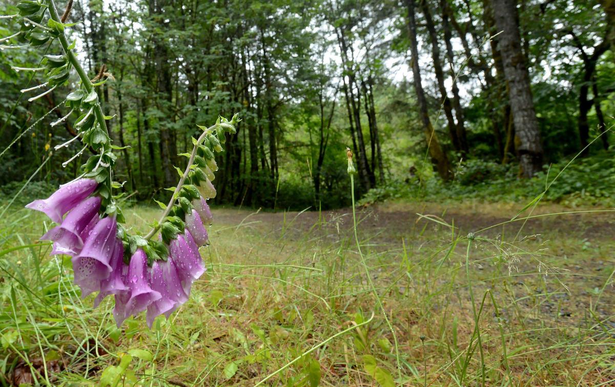 The city of Olympia is planning to provide dedicated mountain bike trails as it develops the Kaiser Woods area in southwest Olympia.