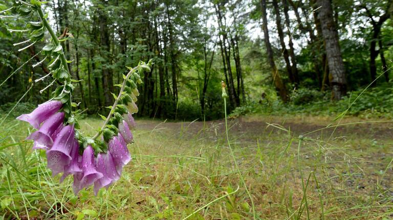 New Olympia mountain bike trails planned for 70-acre forest the city owns