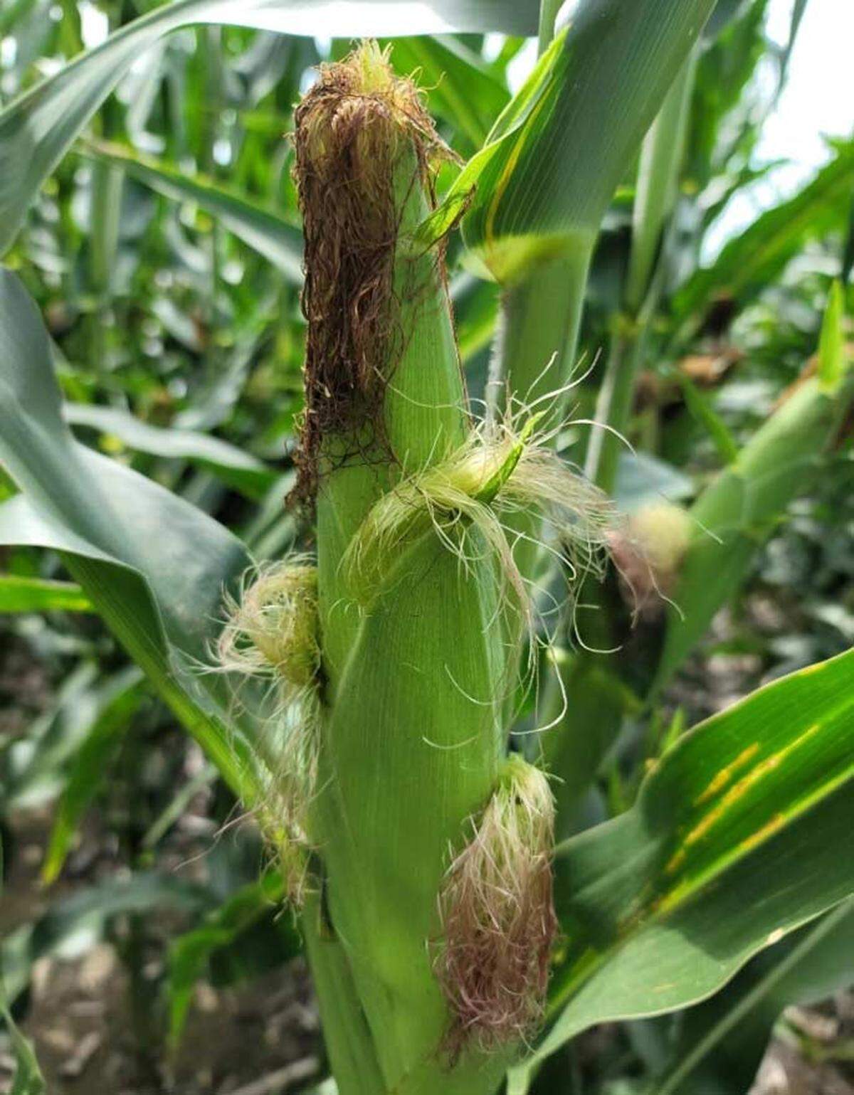 Ripe corn has brown silks poking from the top of the closed ears and plump kernels when you expose them from the green sleeves of foliage.
