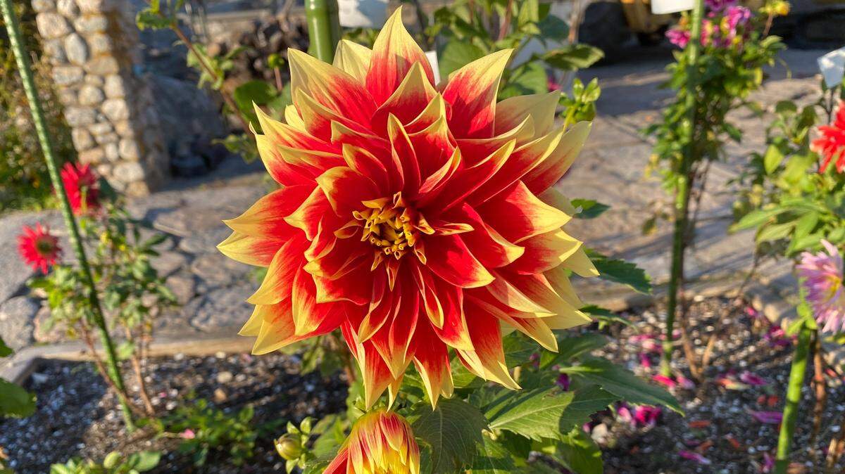 In the Western Washington climate, you can gamble with dahlias and leave them in the ground over the winter. Cut the stems off at ground level then cover the soil (with the tubers still buried underground) with sword fern fronds, cardboard or a plastic tarp. Even a recycled welcome mat works as long as it keeps water from soaking the soil. Winter rains are to blame for rotting the tubers. 