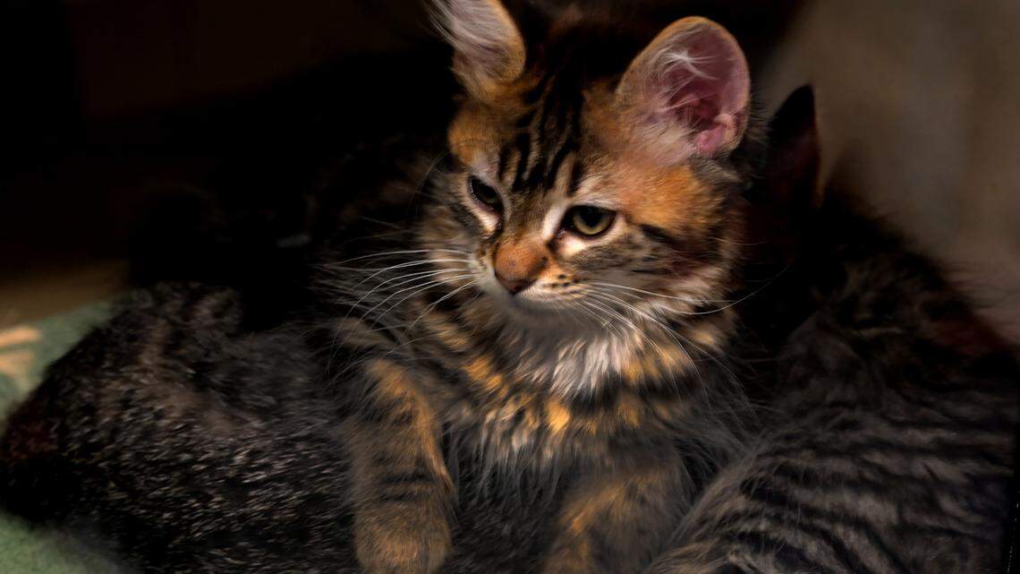 Animal Services to reduce adoption fees this weekend in hopes that more pets find homes