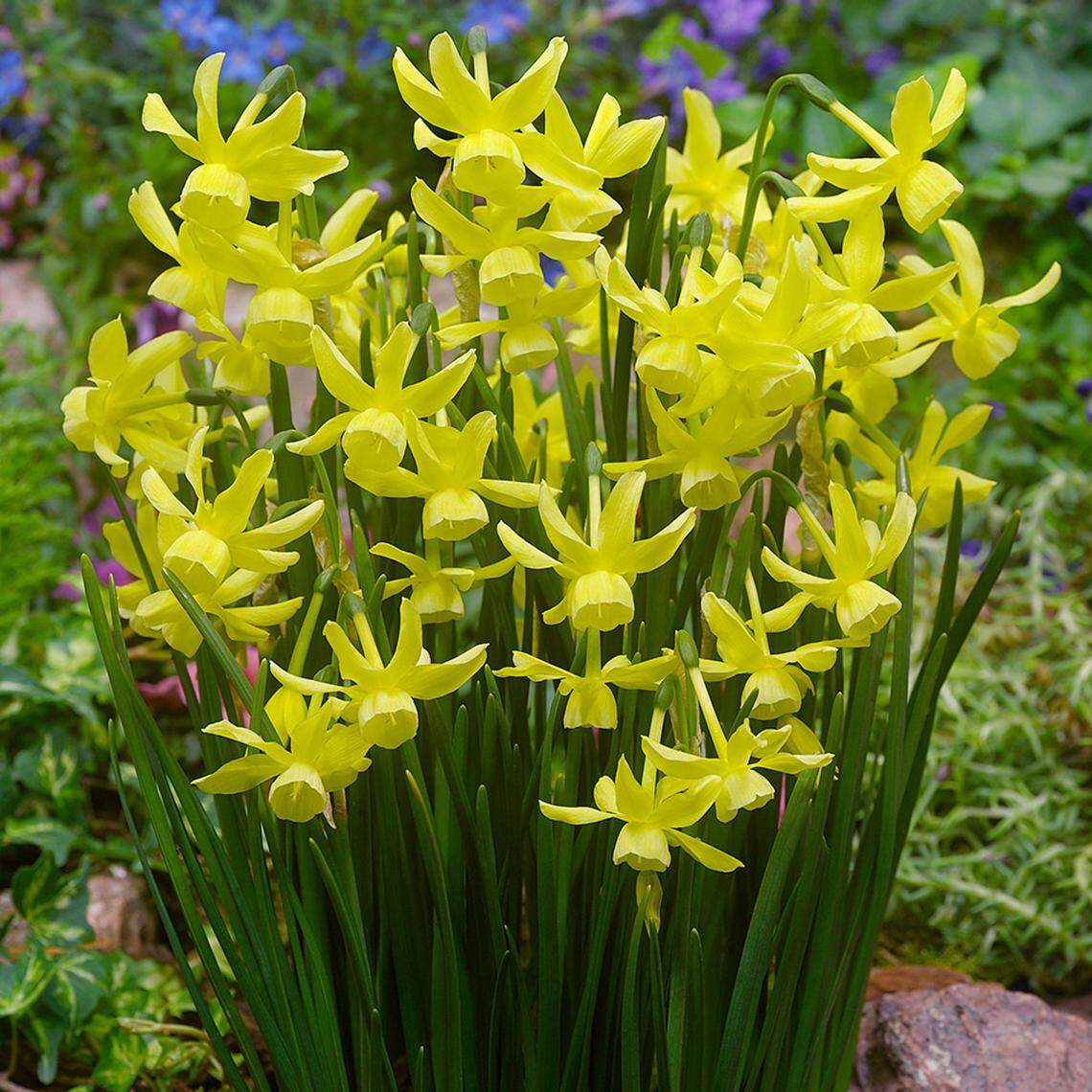 Triandrus Narcissi are a group of graceful Narcissi with multiple pendant flowers per stem, slender leaves and a lighter scent. These will come back or naturalize well in a semi-shady area.