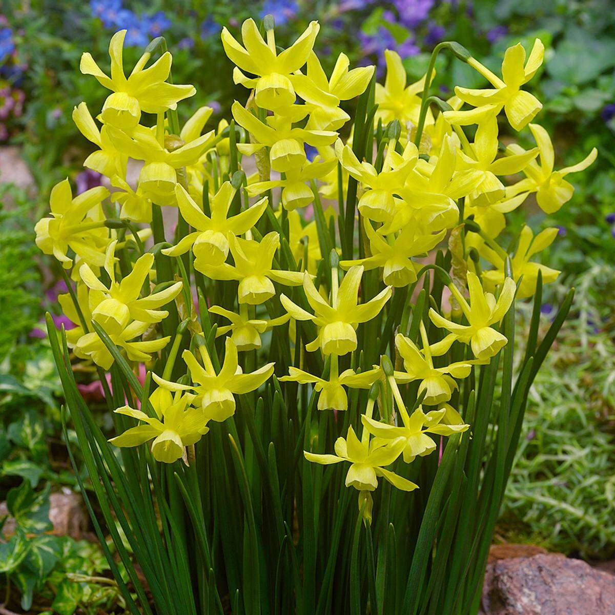 Triandrus Narcissi are a group of graceful Narcissi with multiple pendant flowers per stem, slender leaves and a lighter scent. These will come back or naturalize well in a semi-shady area.