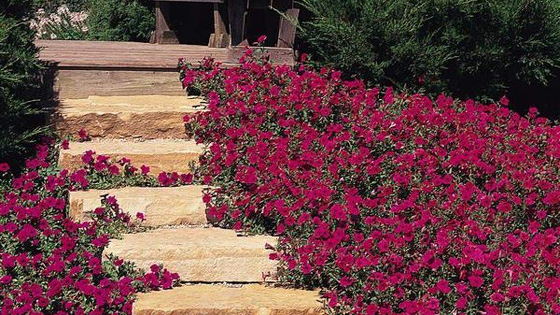Tips for perfecting your petunia knowledge for a flower-filled summer in Western Washington