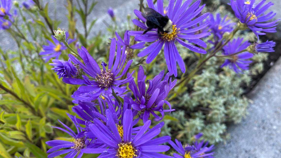 For gardeners, winter is about planning for spring. Here are some books to help you do that