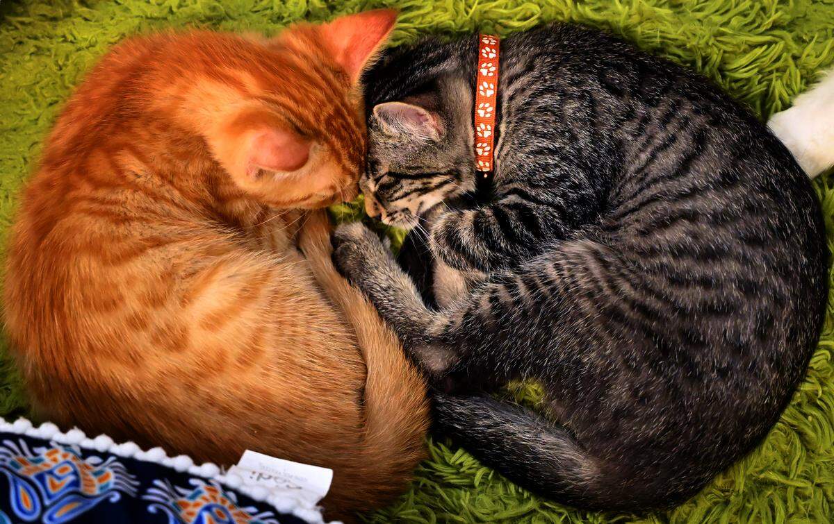 Tiffany Weitzel opened the Pawsific NorthWest Cat Cafe in May as an adoption platform for local rescues that do not have public shelters or buildings for adopters to meet and adopt cats and kittens, including strays and those who have been abandoned. Not just a cute play on words, the cafe offers a variety of beverages and food along with some local artworks and kitty-centric gifts.