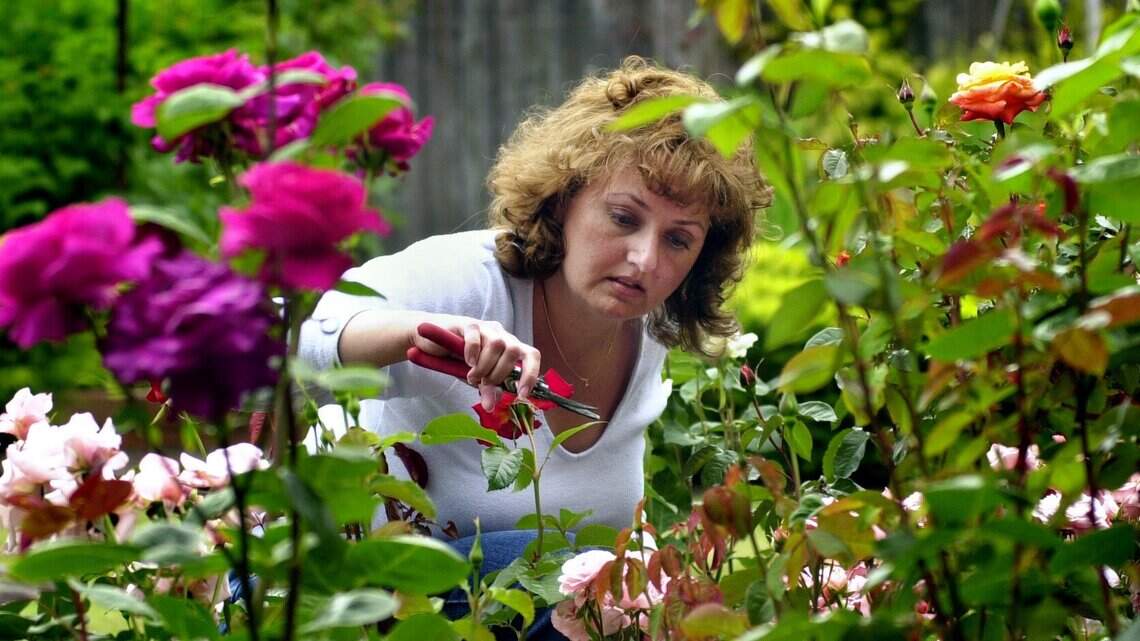 Fewer of us are taking time to smell -- or tend -- the roses as gardening evolves