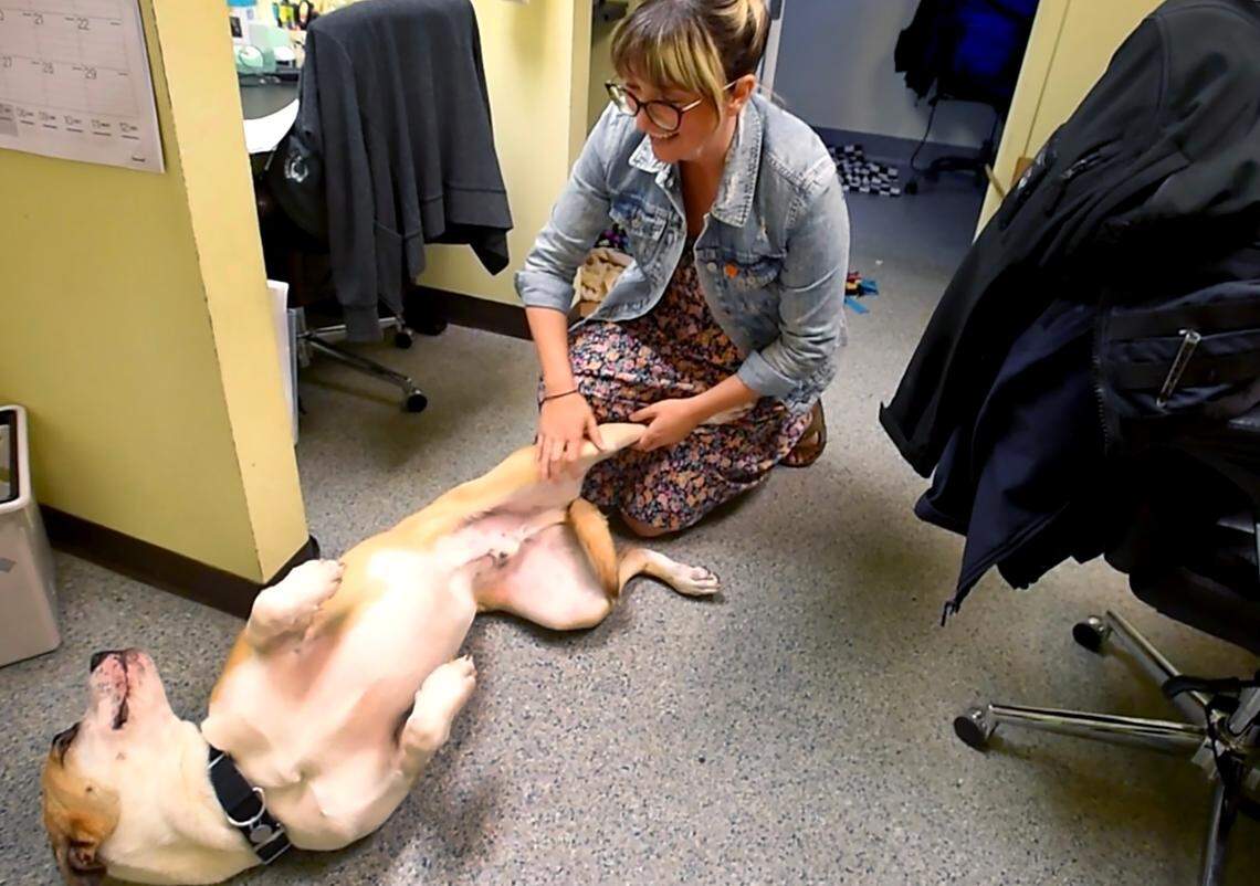 Joint Animal Services executive director Sarah Hock gives a welcoming scratch to Bandit, a American bulldog mix who is one of many shelter animals available for adoption this weekend. The shelter will offer reduced fees in recognition of National Adoption Weekend from June 30-July 1. All adoption fees are reduced to $25.