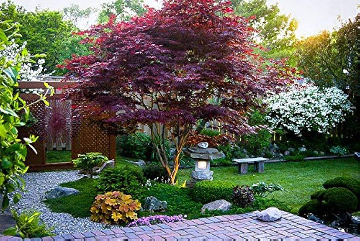 November is a great month to add the beauty of Japanese maples to your landscape.