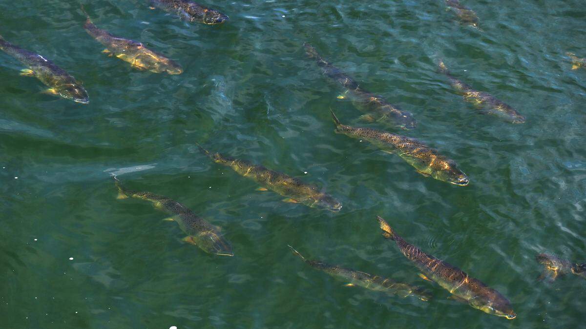 A sure sign that fall is near: Tumwater hatchery Chinook salmon make their way from Budd Inlet to the fish ladder at Capitol Lake as they return to spawn.