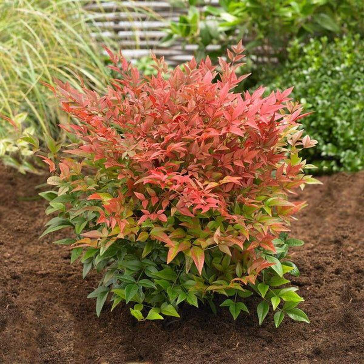 Nandinas are evergreens with colorful foliage that look great in the landscape either massed together in groups or used as specimen plants. They do well in full sun or partial shade and can even survive in dry shade situations near cedar trees.