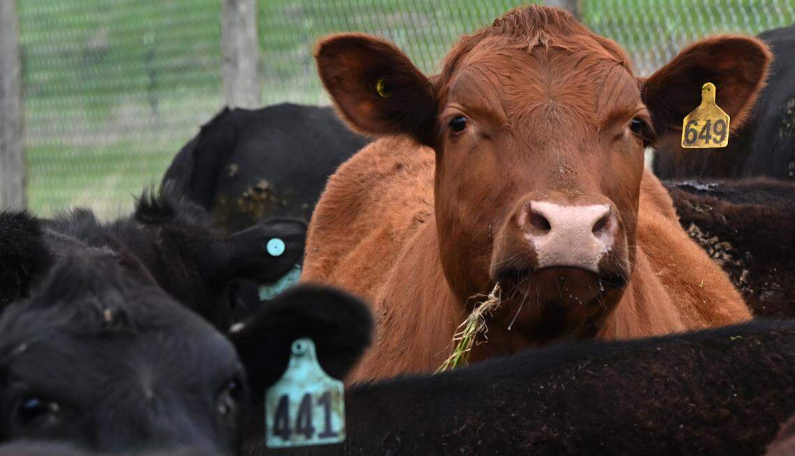 Touring land that has been in her Tenino family for generations Colvin Ranch owner Jennifer Colvin along with Bill Kronland, Scatter Creek Wildlife Area Manager for the Washington Department of Fish and Wildlife, speak to the environmental benefits to the conservation grazing method to land stewardship.