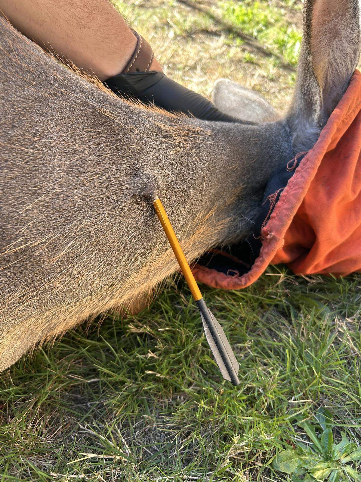 The deer was shot in the neck on Tuesday in Lacey, according to the state Department of Fish and Wildlife.