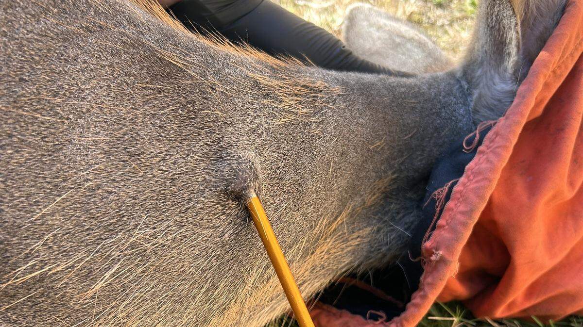 The deer was shot in the neck on Tuesday in Lacey, according to the state Department of Fish and Wildlife.