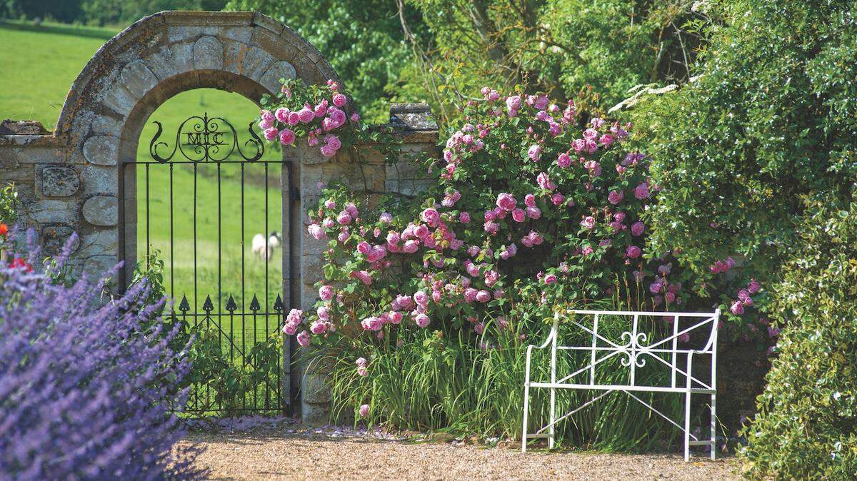 David Austin Roses were developed in England to have the fragrance and vigor of an old-fashioned rose with the repeat blooming habit of a modern hybrid tea.