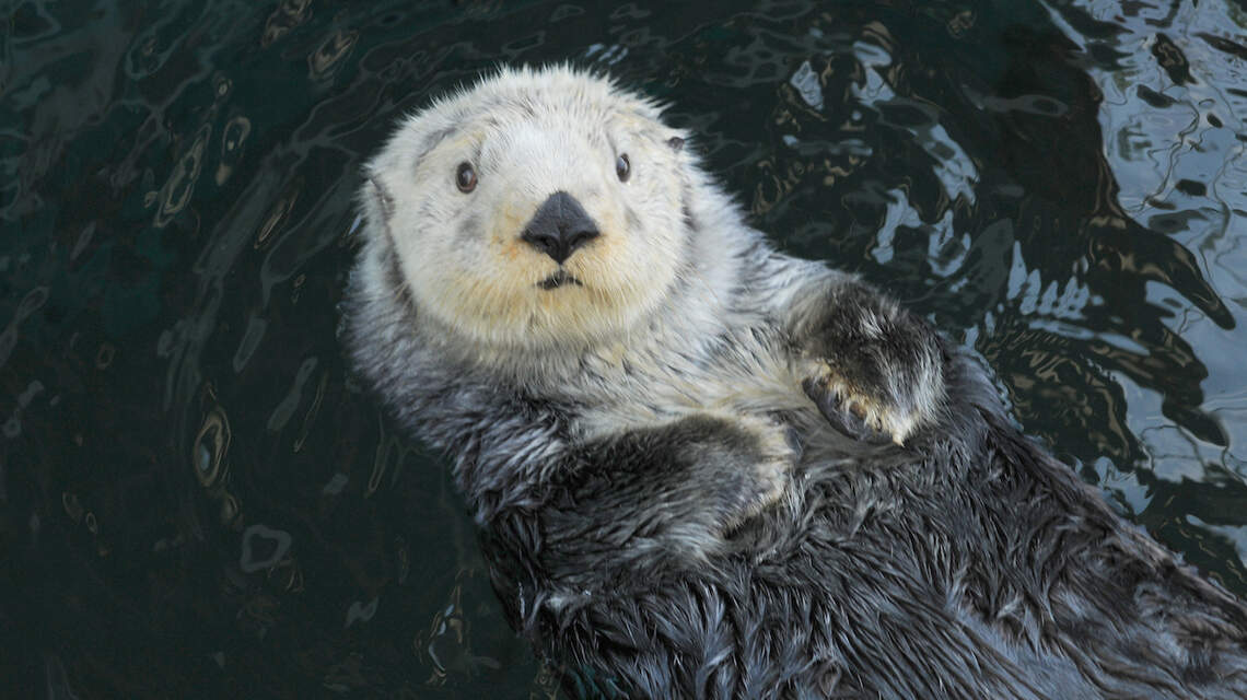 While You’re In: Look for laughs, ‘visit’ new locales and swim with the fishes
