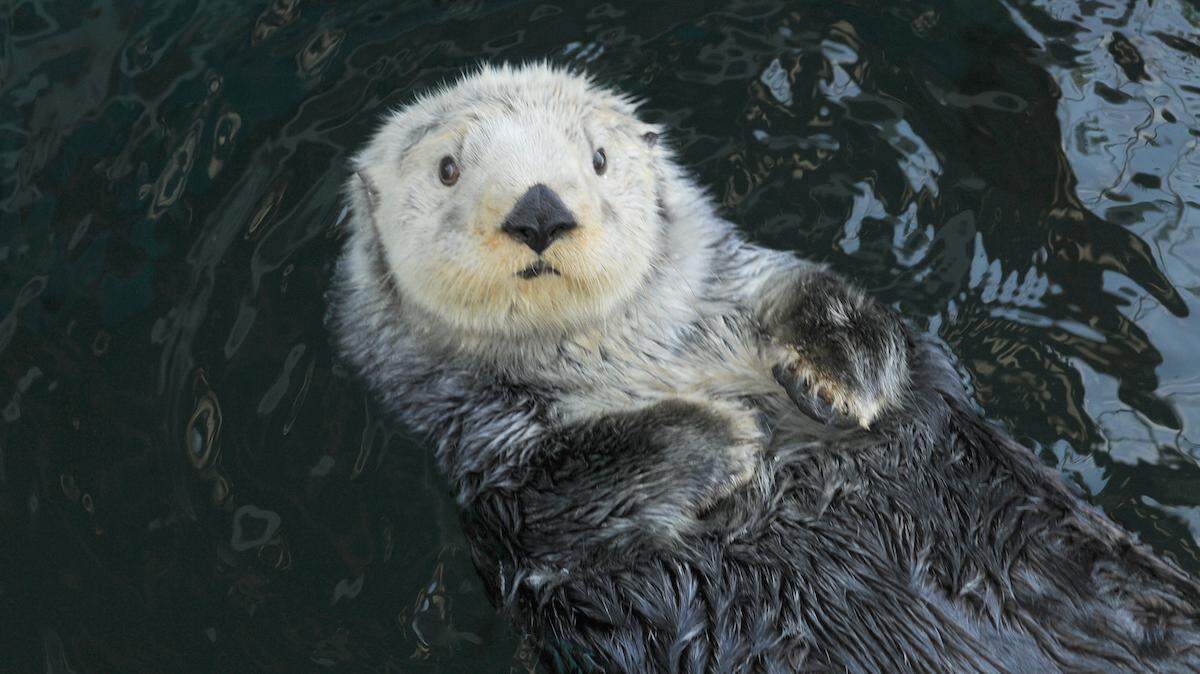 Keep tabs on Aniak and her pals on the Seattle Aquarium’s sea otter webcam.