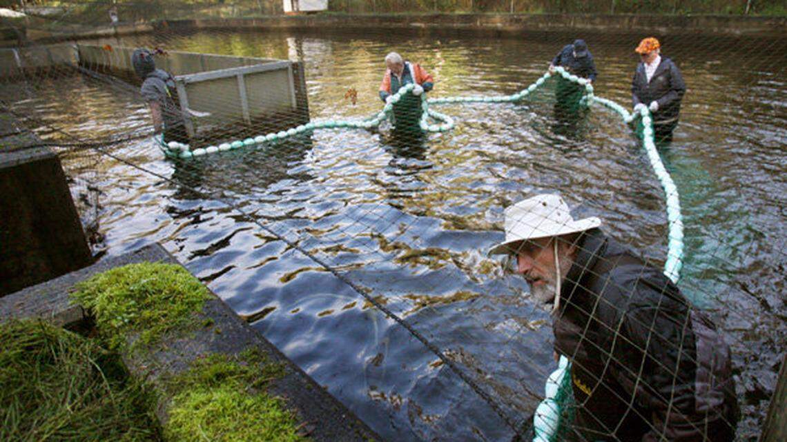 Will Nisqually Tribe own a major salmon hatchery? There’s a push from lawmakers