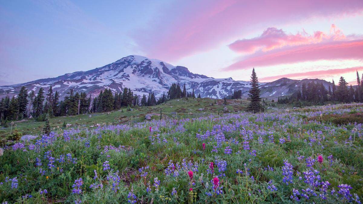 The next Virtual Field Trip livestreamed by Washington’s National Parks Fund will be a program on wildflowers and meadow restoration at Mount Rainier on July 22.
