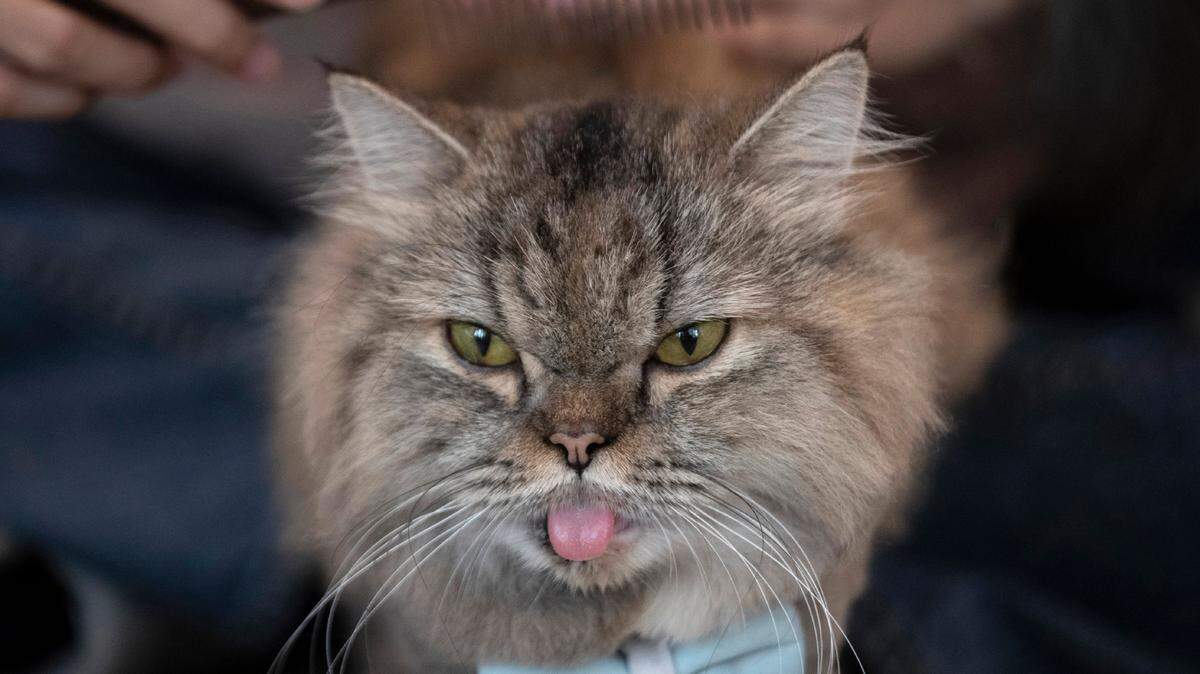 We’re afraid this cat that lives at the Caturday Cafe in Bangkok, Thailand, has heard just how bad “Cats” the movie is.