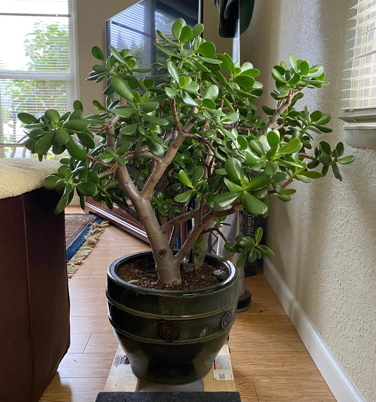 Jade plants are succulents and store water in their leaves, so they do best without water during the winter.