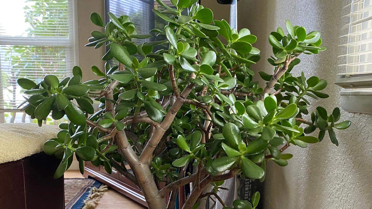 Jade plants are succulents and store water in their leaves, so they do best without water during the winter.