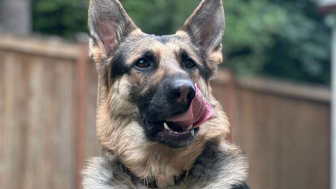 We’re looking for Thurston County’s cutest dog. Here’s how to enter your furry pal & vote