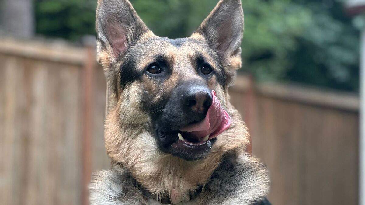 Kaibert is a 1-year-old German Shepherd. This handsome fellow belongs to The News Tribune’s very own Brian Hayes.